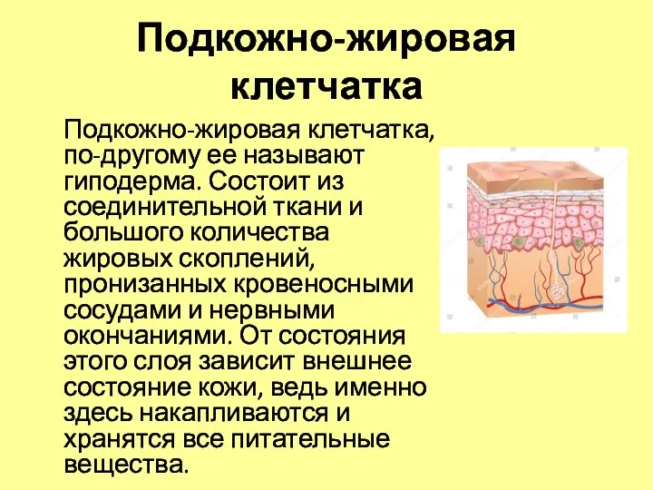 Подкожно-жировая клетчатка Подкожно-жировая клетчатка, по-другому ее называют гиподерма. Состоит из соединительной ткани