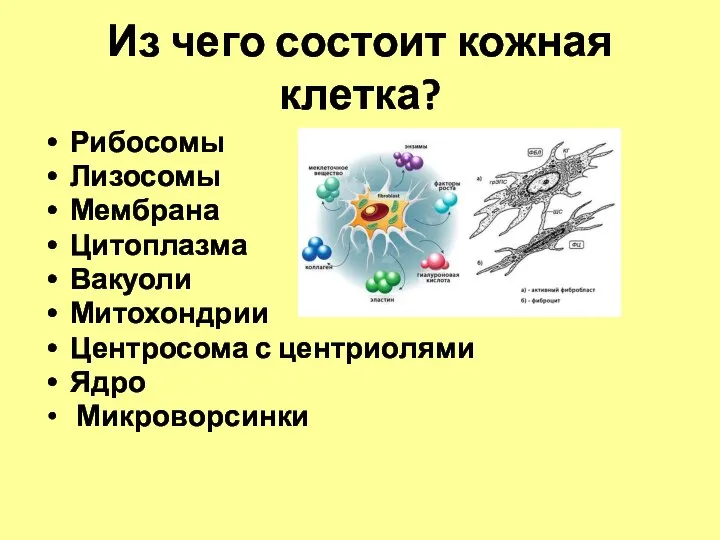 Из чего состоит кожная клетка? Рибосомы Лизосомы Мембрана Цитоплазма Вакуоли Митохондрии Центросома с центриолями Ядро Микроворсинки