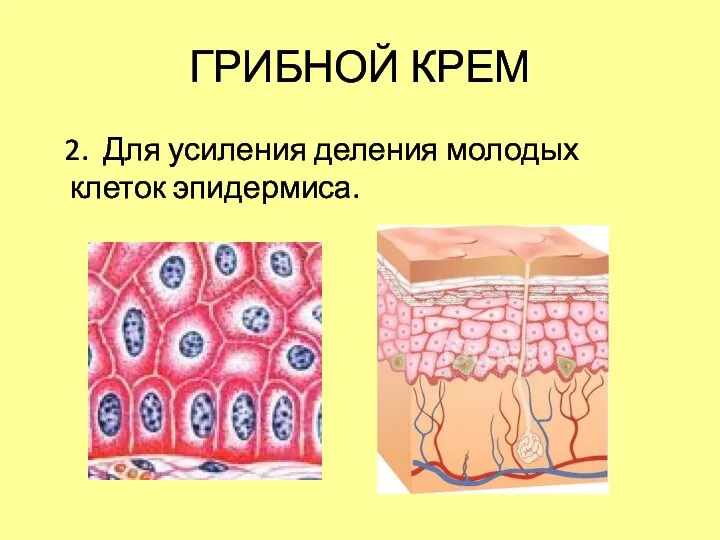 ГРИБНОЙ КРЕМ 2. Для усиления деления молодых клеток эпидермиса.