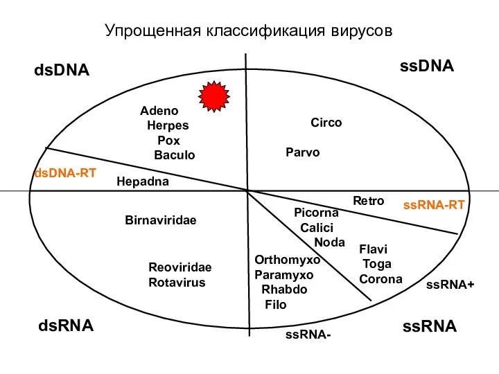 Упрощенная классификация вирусов ssDNA dsDNA dsRNA ssRNA ssRNA+ ssRNA- ssRNA-RT dsDNA-RT Picorna