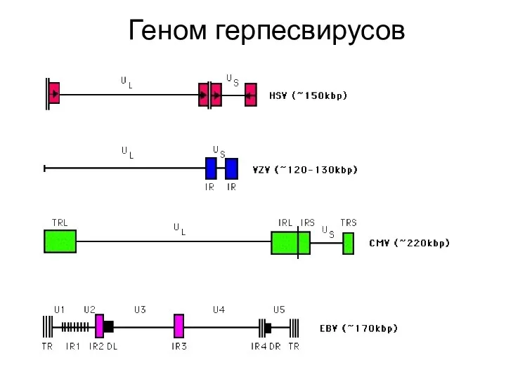 Геном герпесвирусов