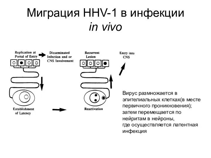 Миграция HHV-1 в инфекции in vivo Вирус размножается в эпителиальных клетках(в месте