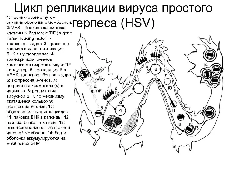 Цикл репликации вируса простого герпеса (HSV) 1: проникновение путем слияния оболочки с