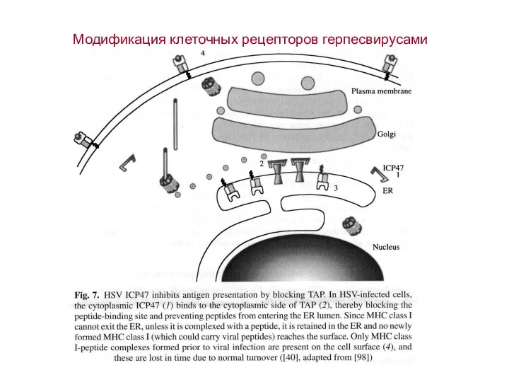 Модификация клеточных рецепторов герпесвирусами