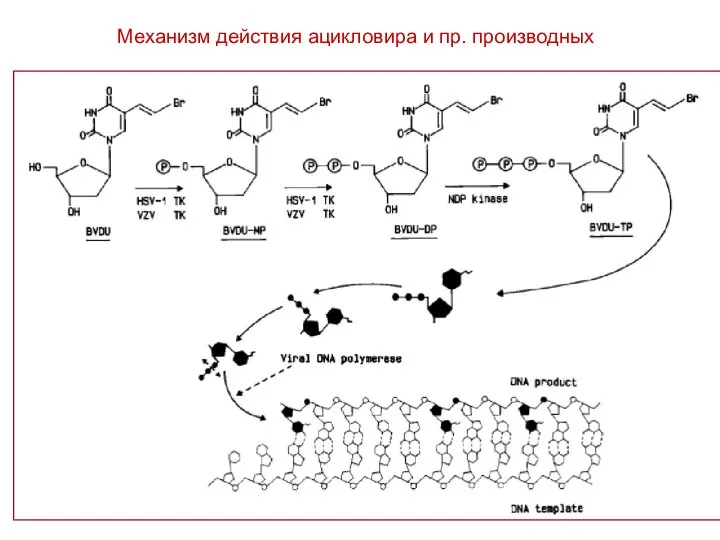 Механизм действия ацикловира и пр. производных