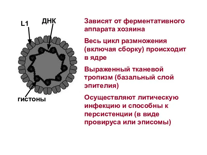 Зависят от ферментативного аппарата хозяина Весь цикл размножения (включая сборку) происходит в