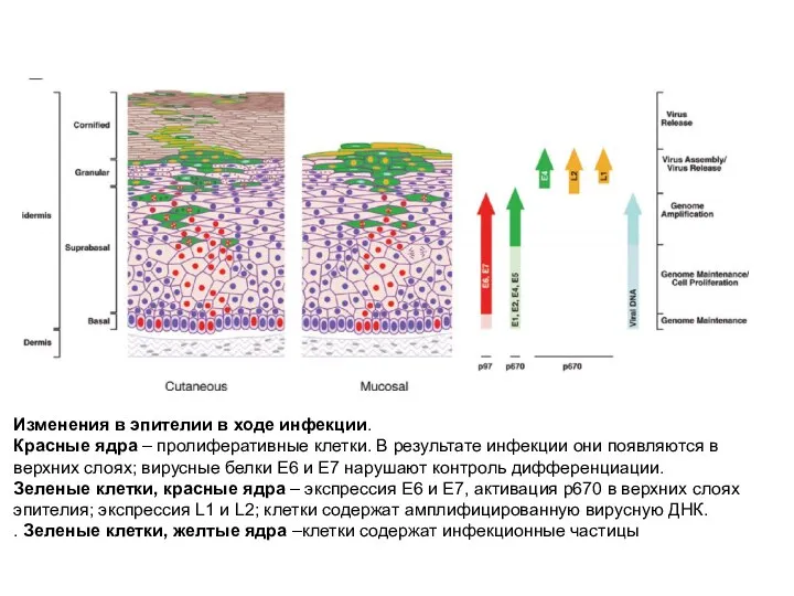 Изменения в эпителии в ходе инфекции. Красные ядра – пролиферативные клетки. В