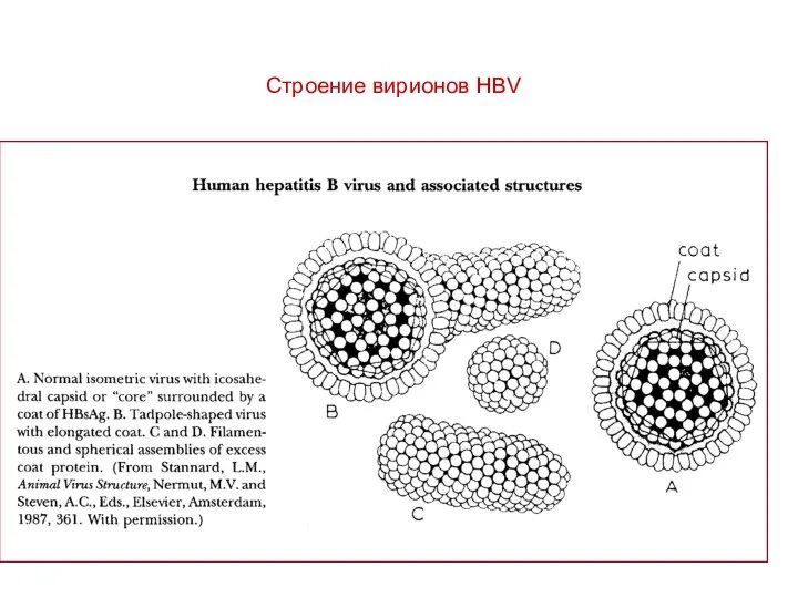 Строение вирионов HBV