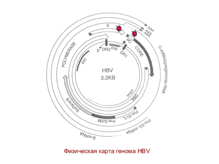 Физическая карта генома HBV