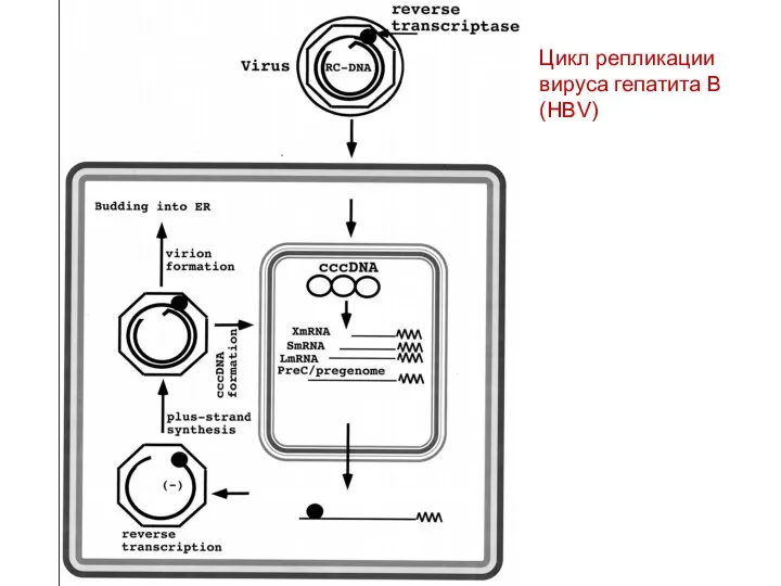 Цикл репликации вируса гепатита B (HBV)