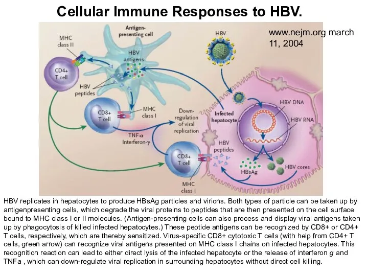 Cellular Immune Responses to HBV. HBV replicates in hepatocytes to produce HBsAg