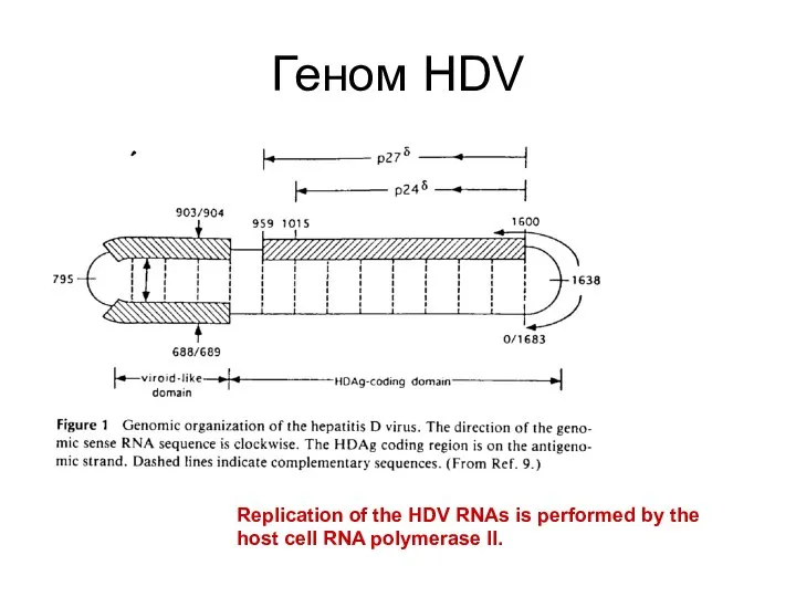 Геном HDV Replication of the HDV RNAs is performed by the host cell RNA polymerase II.