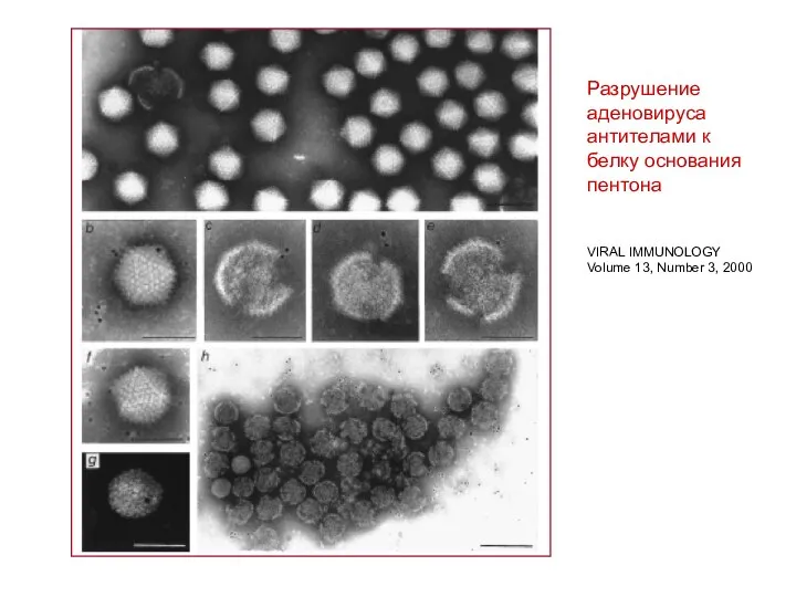 Разрушение аденовируса антителами к белку основания пентона VIRAL IMMUNOLOGY Volume 13, Number 3, 2000