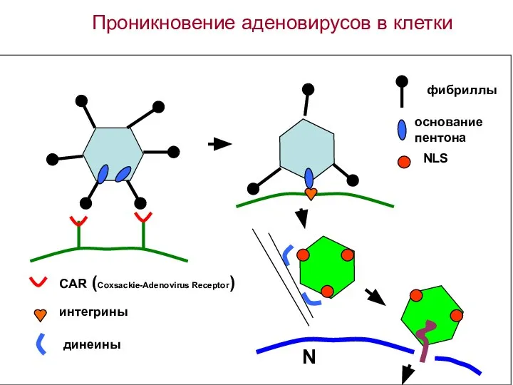 Проникновение аденовирусов в клетки CAR (Coxsackie-Adenovirus Receptor) интегрины NLS N фибриллы основание пентона динеины