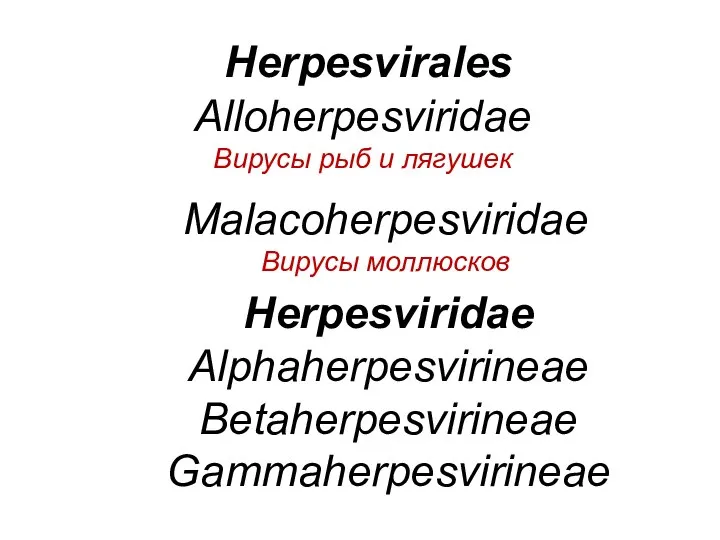 Herpesviridae Alphaherpesvirineae Betaherpesvirineae Gammaherpesvirineae Alloherpesviridae Вирусы рыб и лягушек Malacoherpesviridae Вирусы моллюсков Herpesvirales