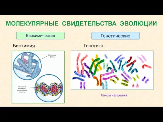 МОЛЕКУЛЯРНЫЕ СВИДЕТЕЛЬСТВА ЭВОЛЮЦИИ Биохимия - … Генетика - … Геном человека Биохимические Генетические