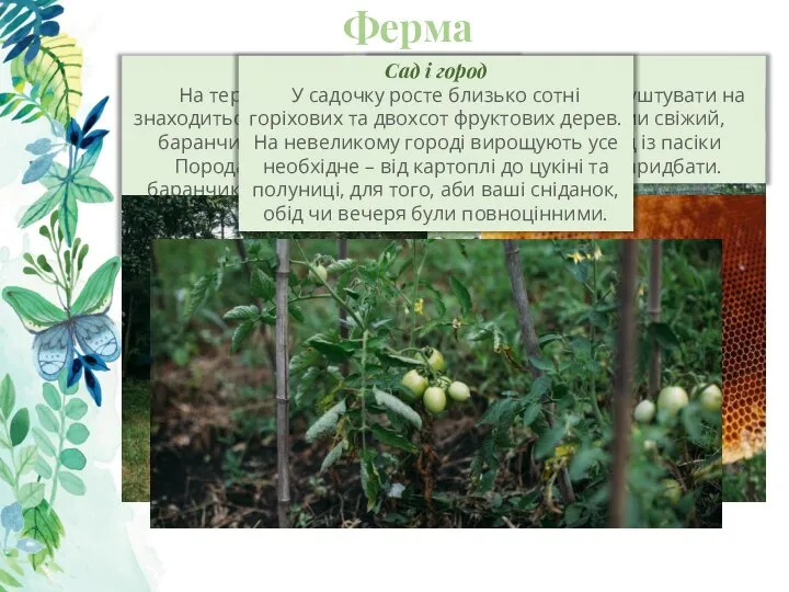 Ферма Баранчики На території маєтку Климівка знаходиться екоферма, де вирощують баранчиків Романівської