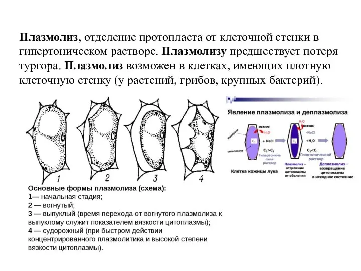 Плазмолиз, отделение протопласта от клеточной стенки в гипертоническом растворе. Плазмолизу предшествует потеря