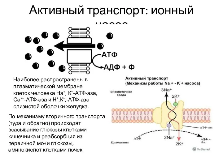 Активный транспорт: ионный насос Наиболее распространены в плазматической мембране клеток человека На+,