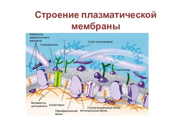 Строение плазматической мембраны