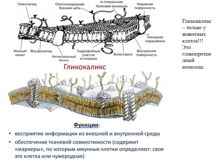 Гликокаликс – только у животных клеток!!! Это гликопротеидный комплекс