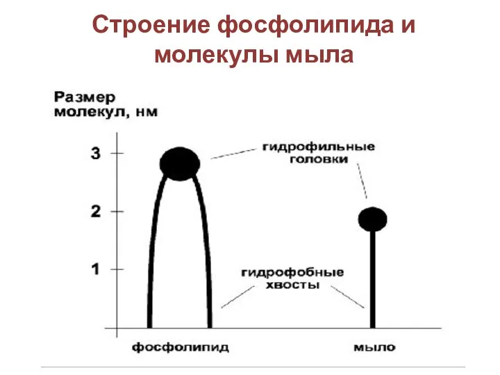 Строение фосфолипида и молекулы мыла