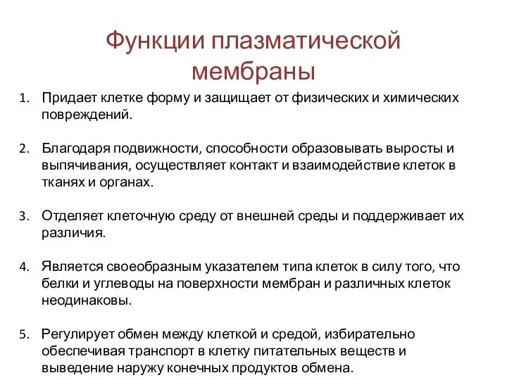 Функции плазматической мембраны Придает клетке форму и защищает от физических и химических