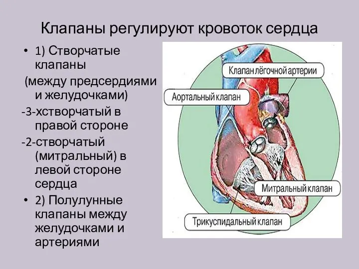 Клапаны регулируют кровоток сердца 1) Створчатые клапаны (между предсердиями и желудочками) -3-хстворчатый