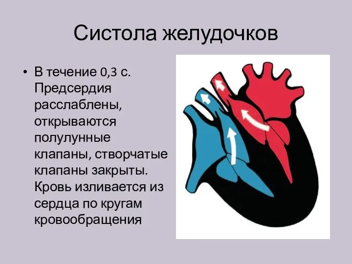 Систола желудочков В течение 0,3 с. Предсердия расслаблены, открываются полулунные клапаны, створчатые