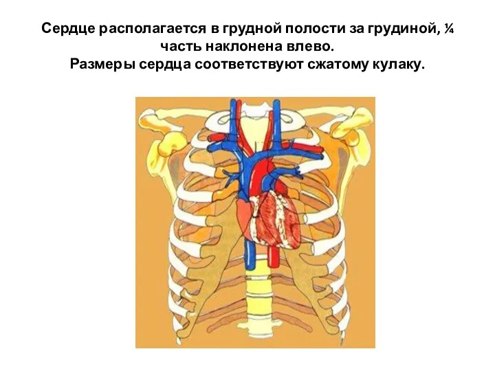 Сердце располагается в грудной полости за грудиной, ¼ часть наклонена влево. Размеры сердца соответствуют сжатому кулаку.