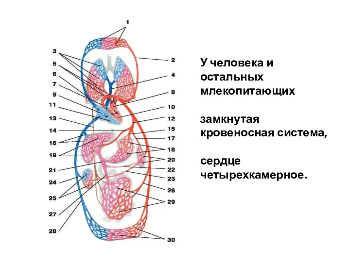 У человека и остальных млекопитающих замкнутая кровеносная система, сердце четырехкамерное.