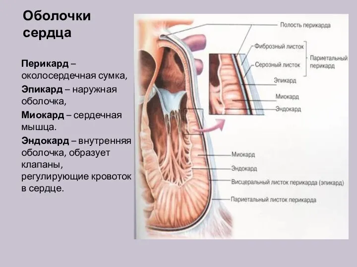 Оболочки сердца Перикард – околосердечная сумка, Эпикард – наружная оболочка, Миокард –