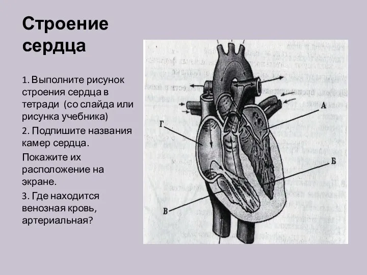 Строение сердца 1. Выполните рисунок строения сердца в тетради (со слайда или