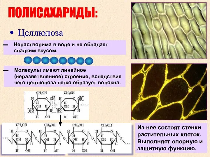 ПОЛИСАХАРИДЫ: Целлюлоза Молекулы имеют линейное (неразветвленное) строение, вследствие чего целлюлоза легко образует