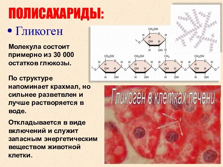 ПОЛИСАХАРИДЫ: Гликоген Молекула состоит примерно из 30 000 остатков глюкозы. По структуре