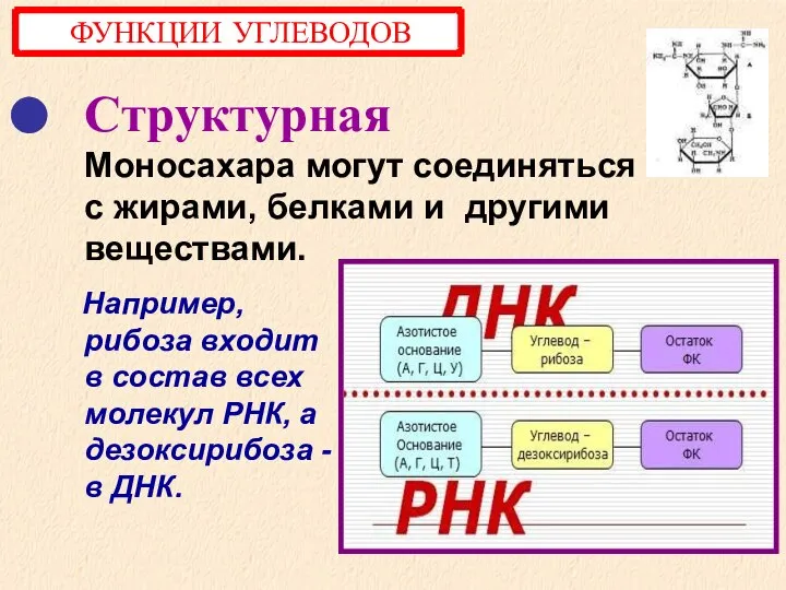 Структурная Моносахара могут соединяться с жирами, белками и другими веществами. Например, рибоза