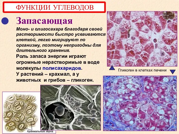 Запасающая Моно- и олигосахара благодаря своей растворимости быстро усваиваются клеткой, легко мигрируют