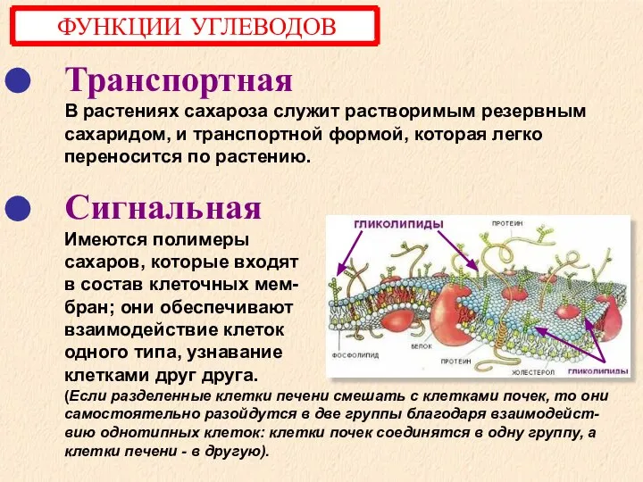 Транспортная В растениях сахароза служит растворимым резервным сахаридом, и транспортной формой, которая