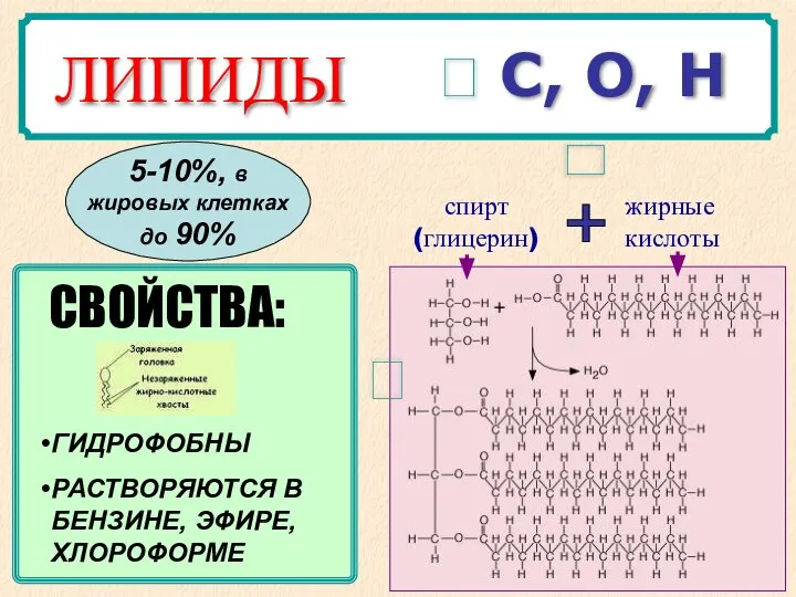 ? С, О, Н спирт (глицерин) жирные кислоты + ГИДРОФОБНЫ РАСТВОРЯЮТСЯ В