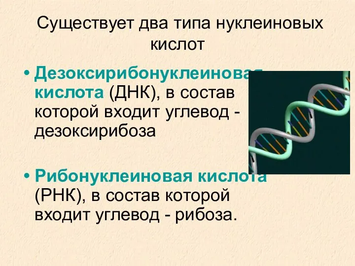 Существует два типа нуклеиновых кислот Дезоксирибонуклеиновая кислота (ДНК), в состав которой входит