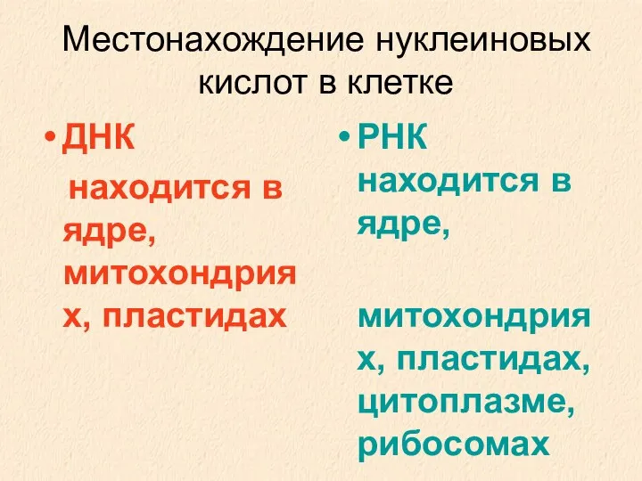 Местонахождение нуклеиновых кислот в клетке ДНК находится в ядре, митохондриях, пластидах РНК