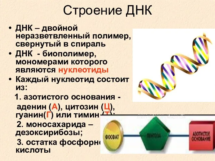 Строение ДНК ДНК – двойной неразветвленный полимер, свернутый в спираль ДНК -