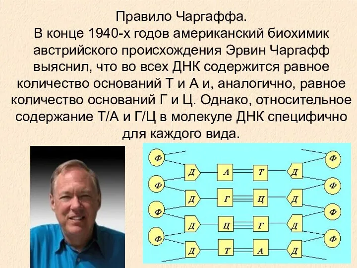 Правило Чаргаффа. В конце 1940-х годов американский биохимик австрийского происхождения Эрвин Чаргафф