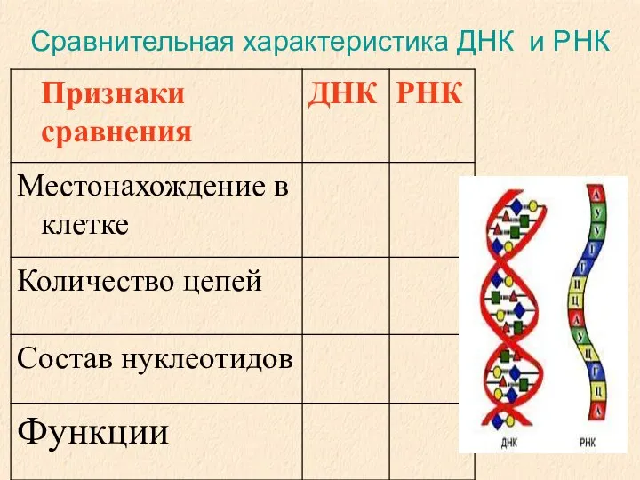 Сравнительная характеристика ДНК и РНК