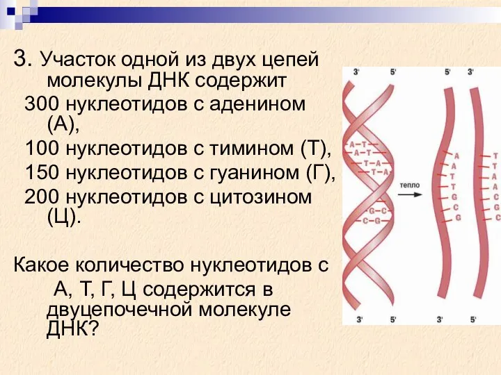 3. Участок одной из двух цепей молекулы ДНК содержит 300 нуклеотидов с
