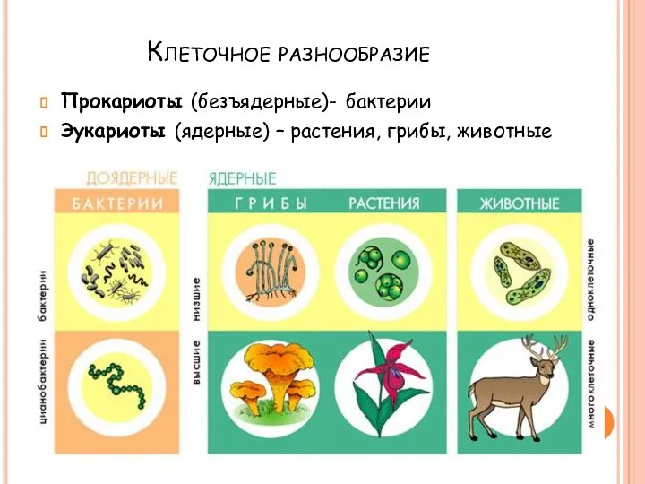 Клеточное разнообразие Прокариоты (безъядерные)- бактерии Эукариоты (ядерные) – растения, грибы, животные
