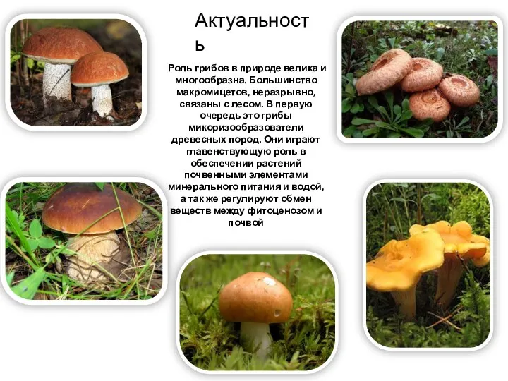 Актуальность Роль грибов в природе велика и многообразна. Большинство макромицетов, неразрывно, связаны