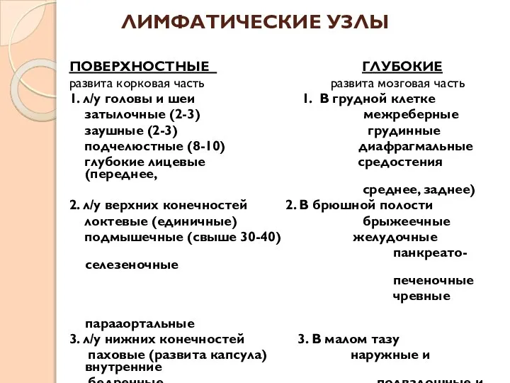 ЛИМФАТИЧЕСКИЕ УЗЛЫ ПОВЕРХНОСТНЫЕ ГЛУБОКИЕ развита корковая часть развита мозговая часть 1. л/у