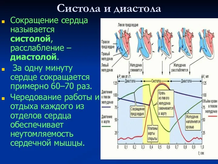 Систола и диастола Сокращение сердца называется систолой, расслабление – диастолой. За одну