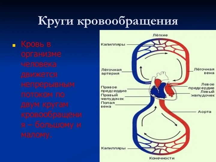 Круги кровообращения Кровь в организме человека движется непрерывным потоком по двум кругам